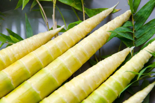 bamboo_shoots_benefits_520x500